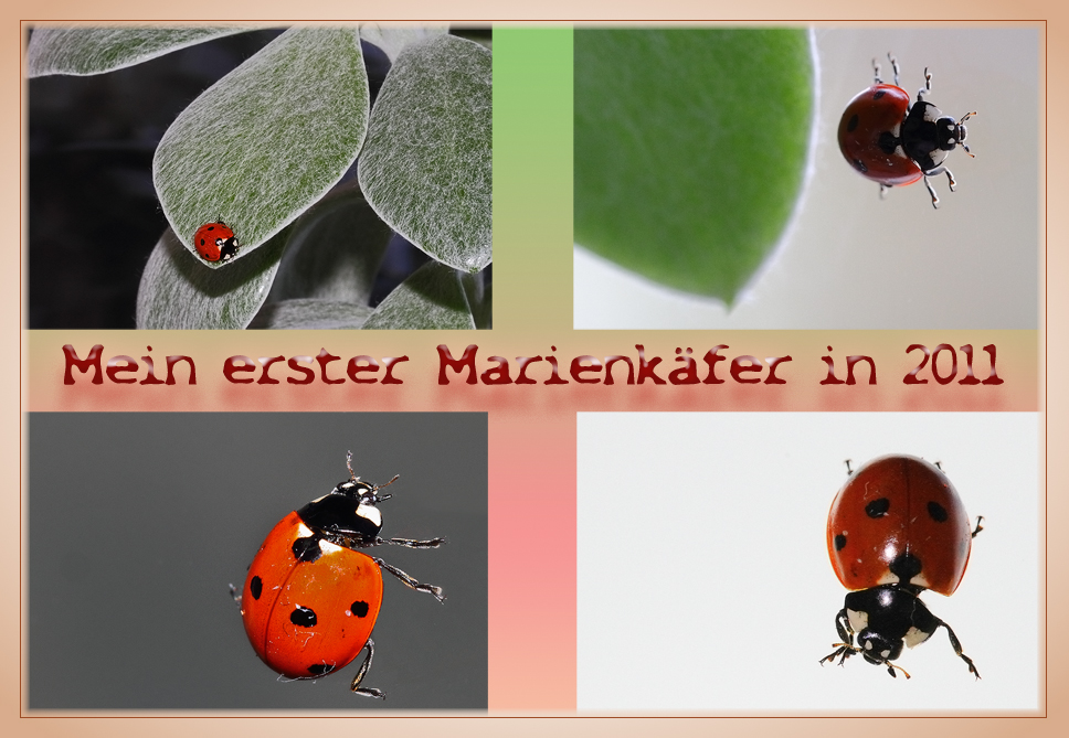 Marienkäfer, heute endeckt