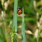 Marienkäfer..... hoch hinauf