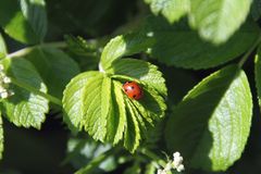 Marienkäfer I