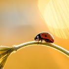 Marienkäfer im Abendlicht 