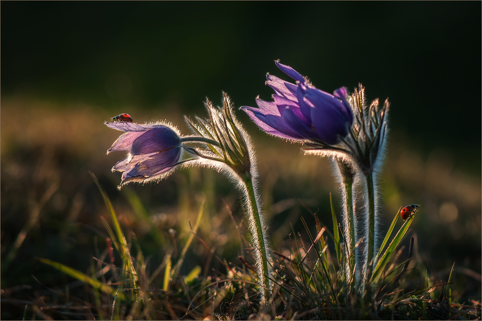 Marienkäfer im Abendlicht