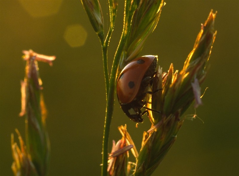 Marienkäfer im Abendlicht