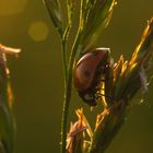 Marienkäfer im Abendlicht