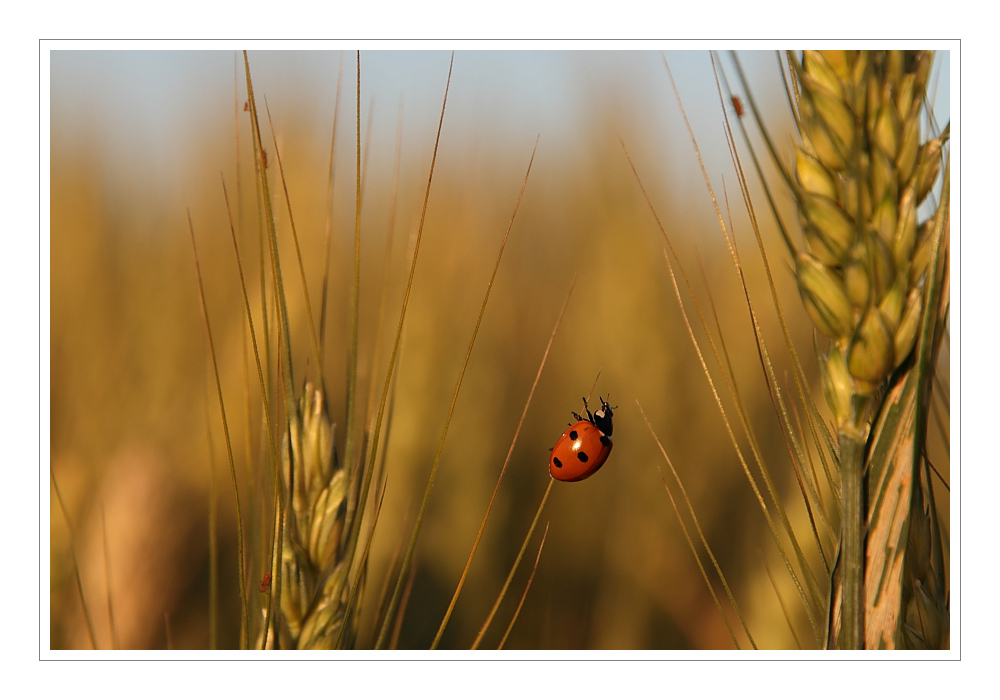 Marienkäfer im Abendlicht