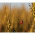 Marienkäfer im Abendlicht