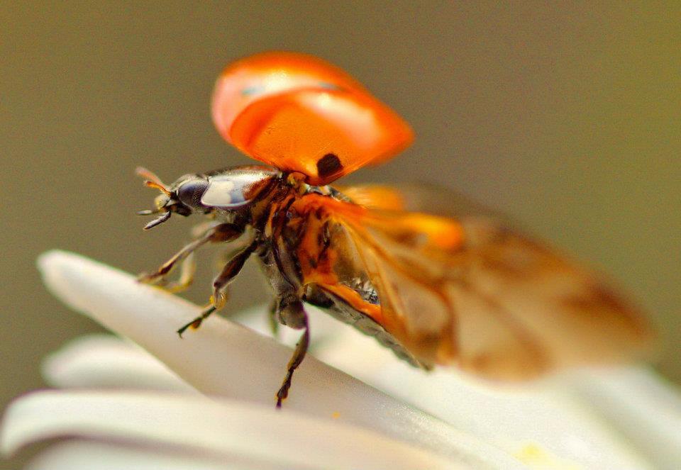 Marienkäfer im Abflug