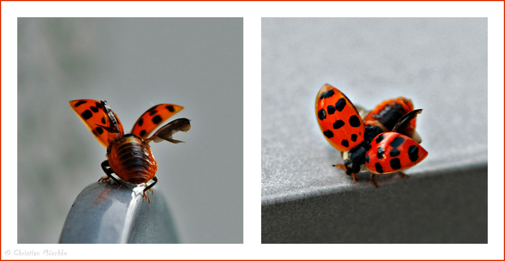 Marienkäfer im Anflug....