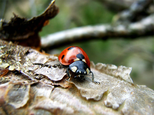 Marienkäfer im Angriff