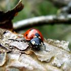 Marienkäfer im Angriff