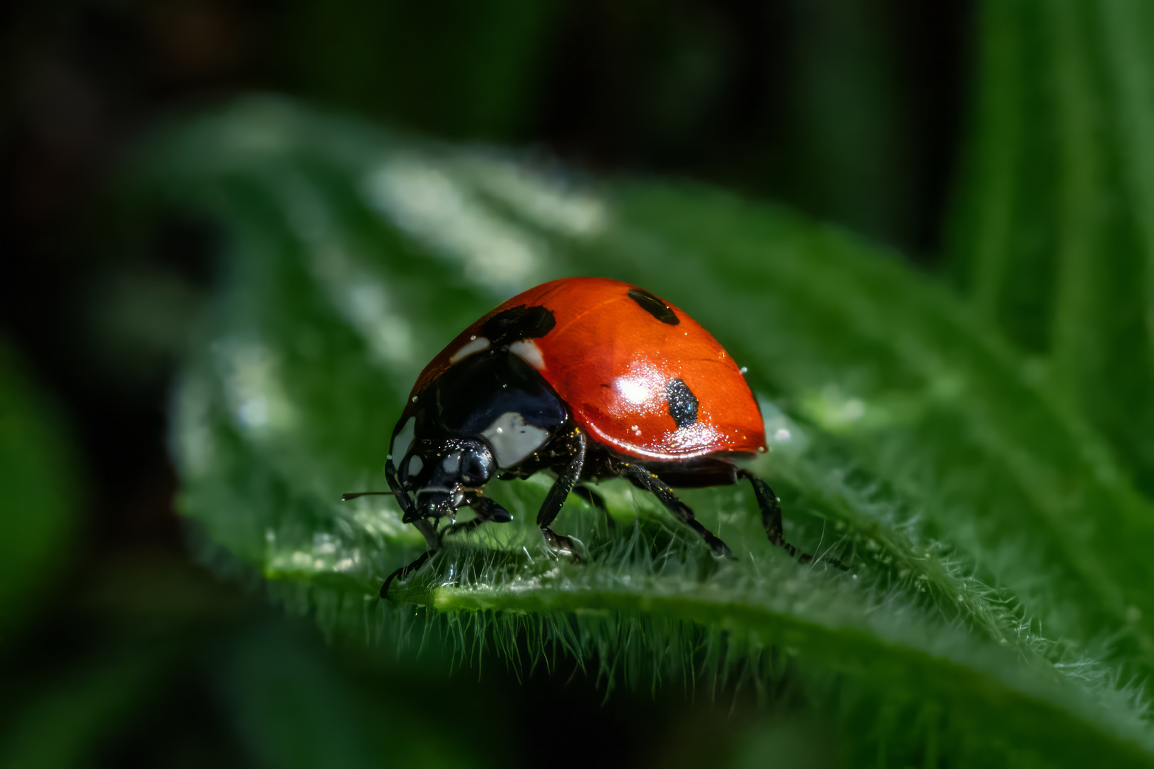 Marienkäfer im April