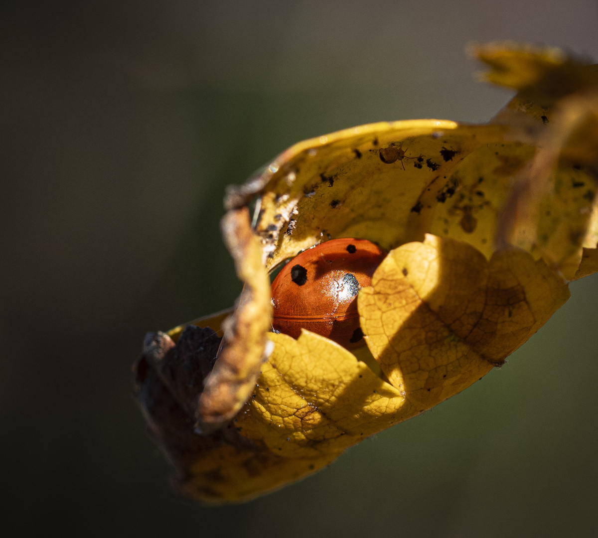 Marienkäfer im Blatt