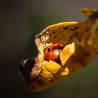 Marienkäfer im Blatt