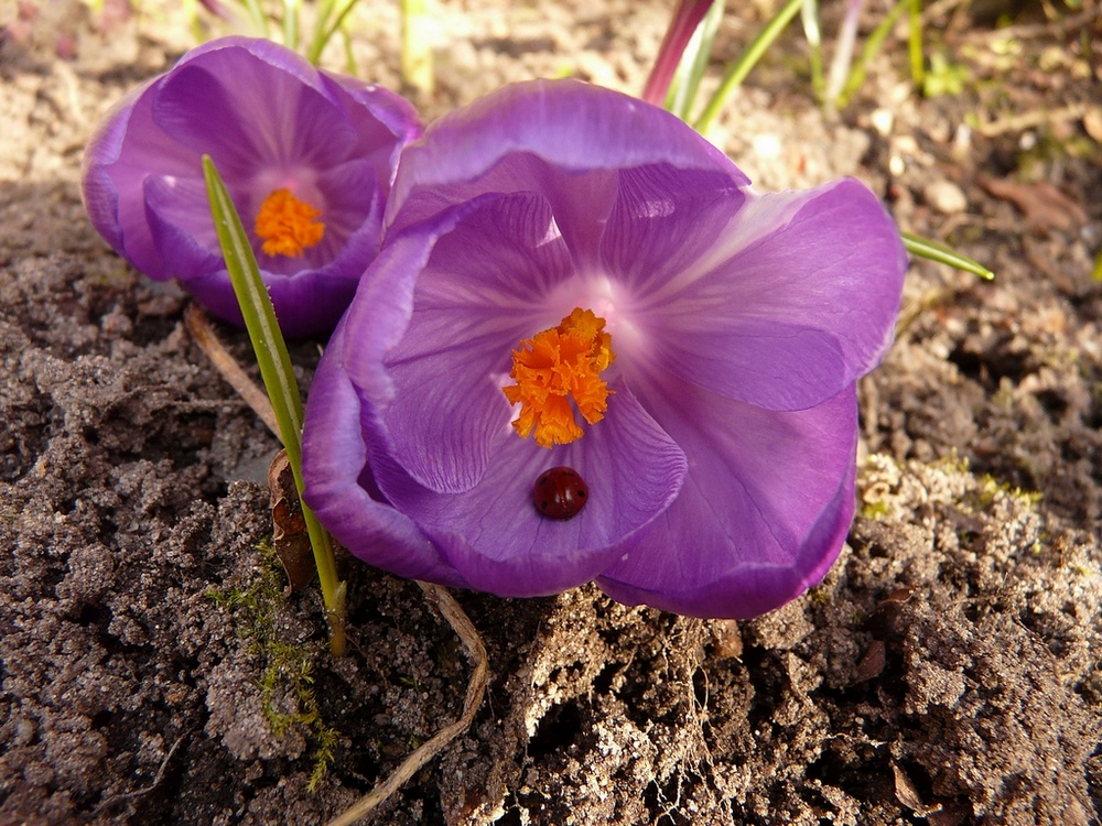 Marienkäfer im Blütenbettchen......