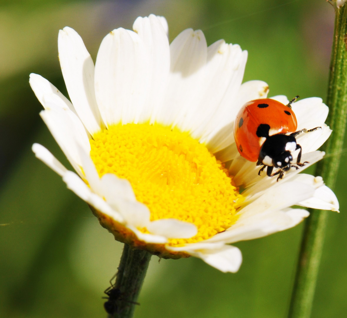 Marienkäfer im Blütenkarussell