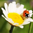 Marienkäfer im Blütenkarussell