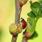 Marienkäfer im Brombeerstrauch