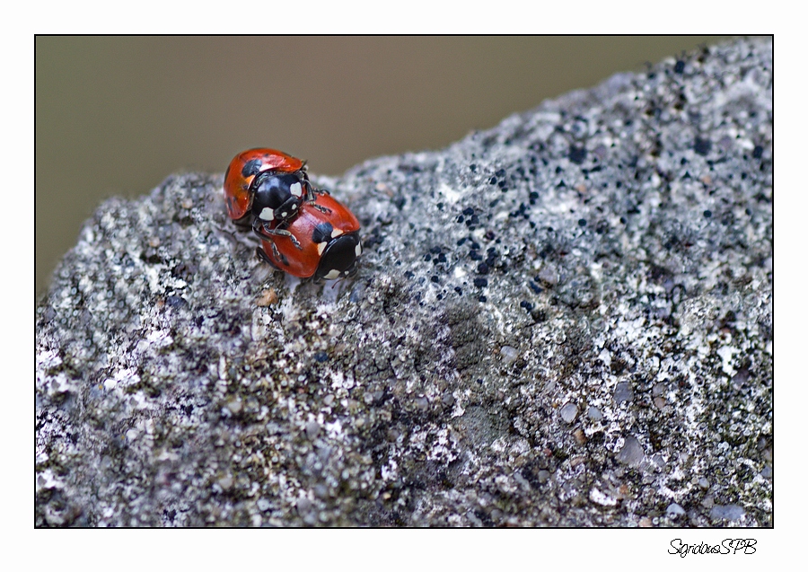 Marienkäfer im Doppelpack....:-))