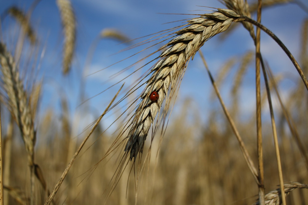 Marienkäfer im Feld