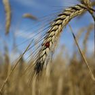 Marienkäfer im Feld