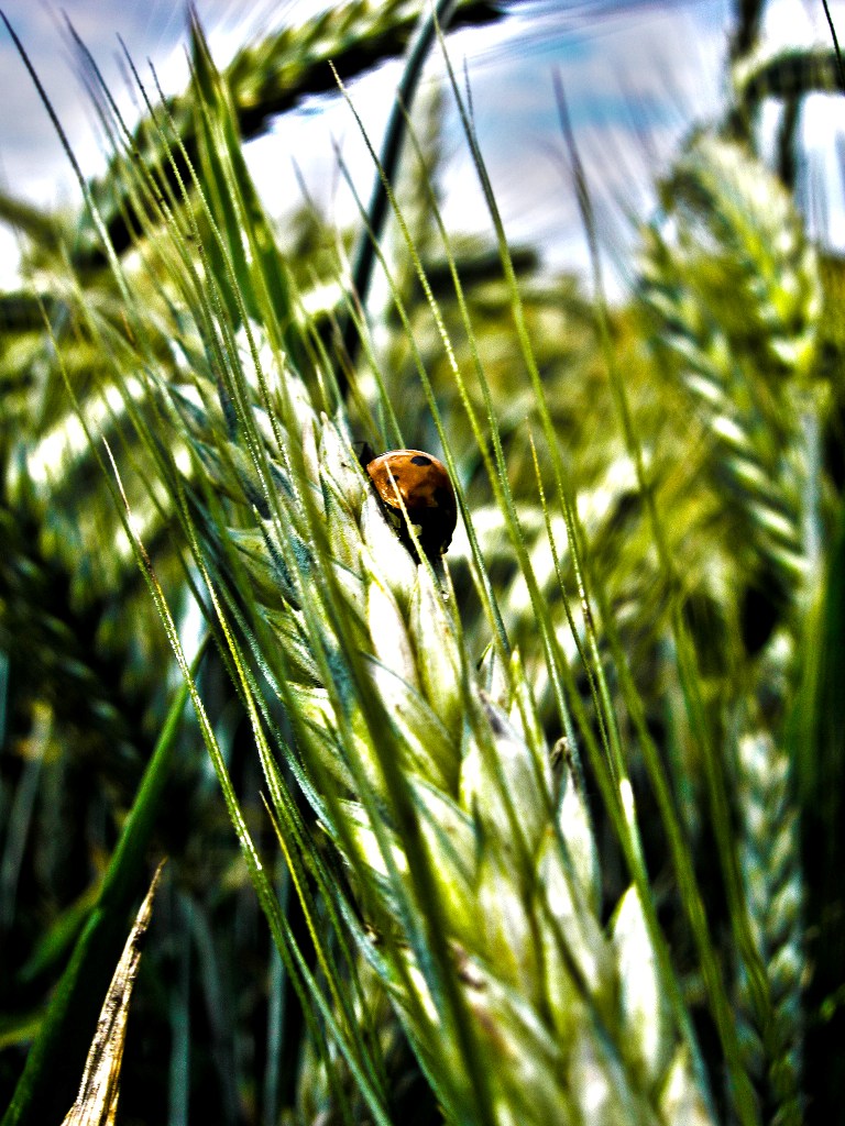 Marienkäfer im Feld