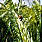 Marienkäfer im Feld