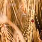 Marienkäfer im Feld