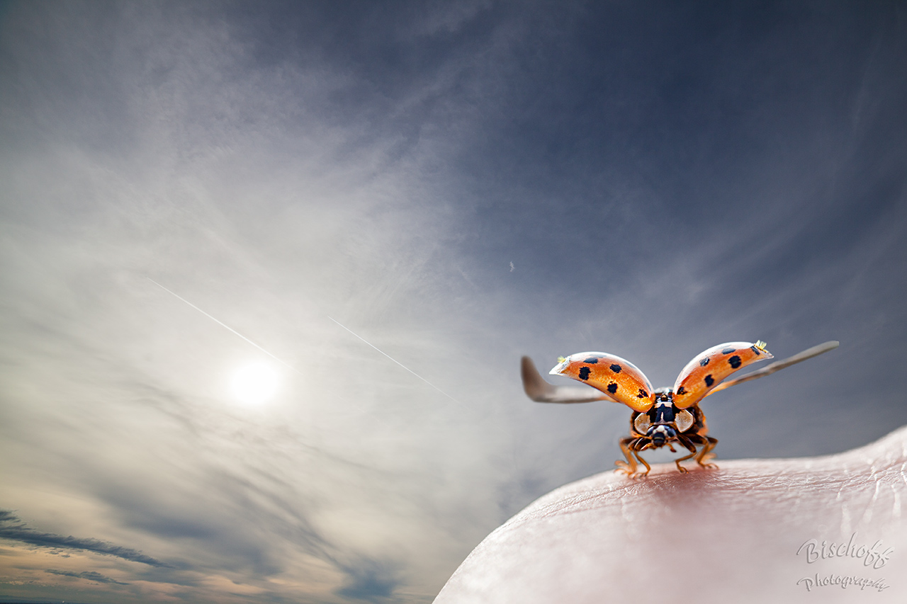 Marienkäfer im Flug