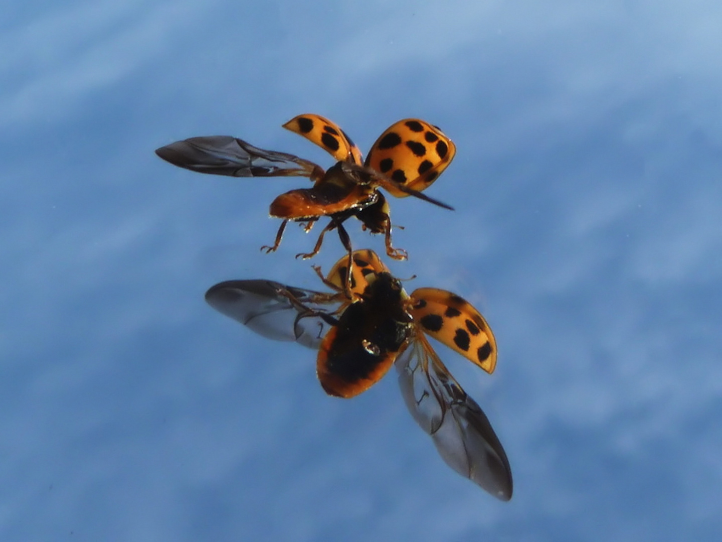 Marienkäfer im Flug