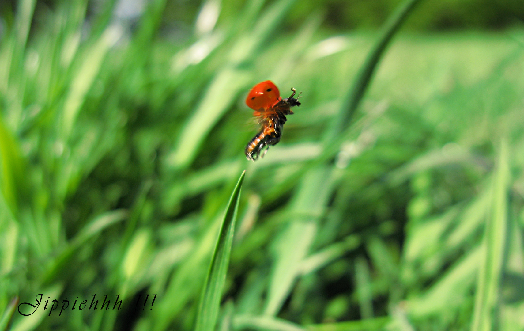 Marienkäfer im flug