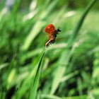 Marienkäfer im flug