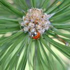 Marienkäfer im Föhrenwald