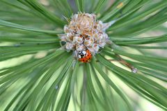 Marienkäfer im Föhrenwald