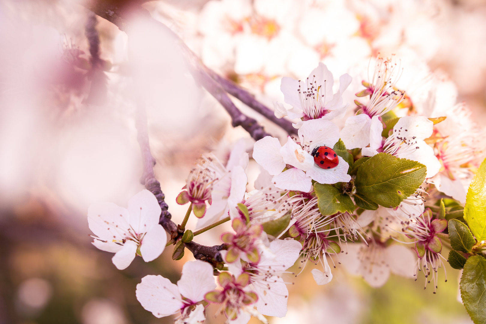 Marienkäfer im Frühling