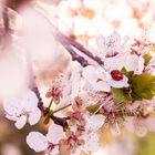 Marienkäfer im Frühling