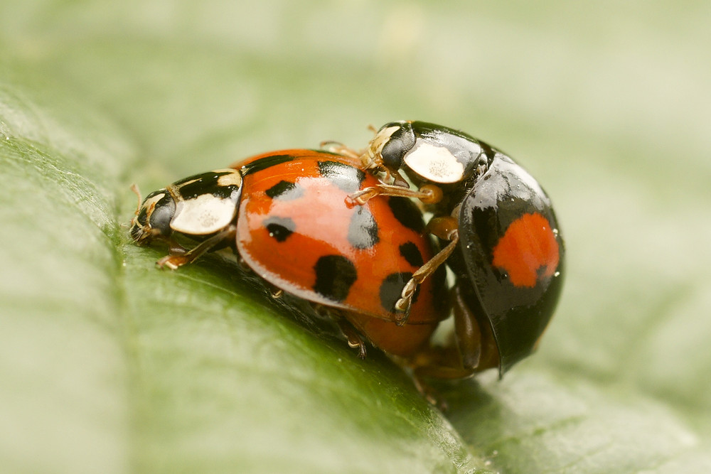 Marienkäfer im Frühling