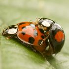 Marienkäfer im Frühling