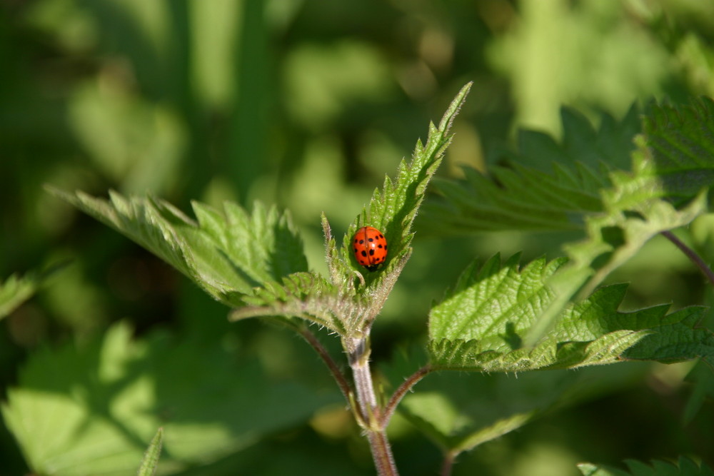 Marienkäfer im Frühling