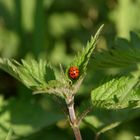 Marienkäfer im Frühling