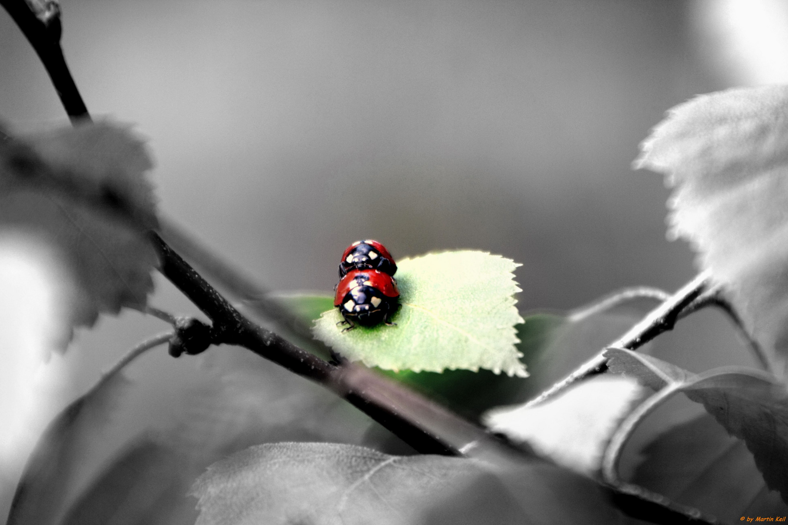 Marienkäfer im Frühling :)