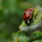 Marienkäfer im Garten