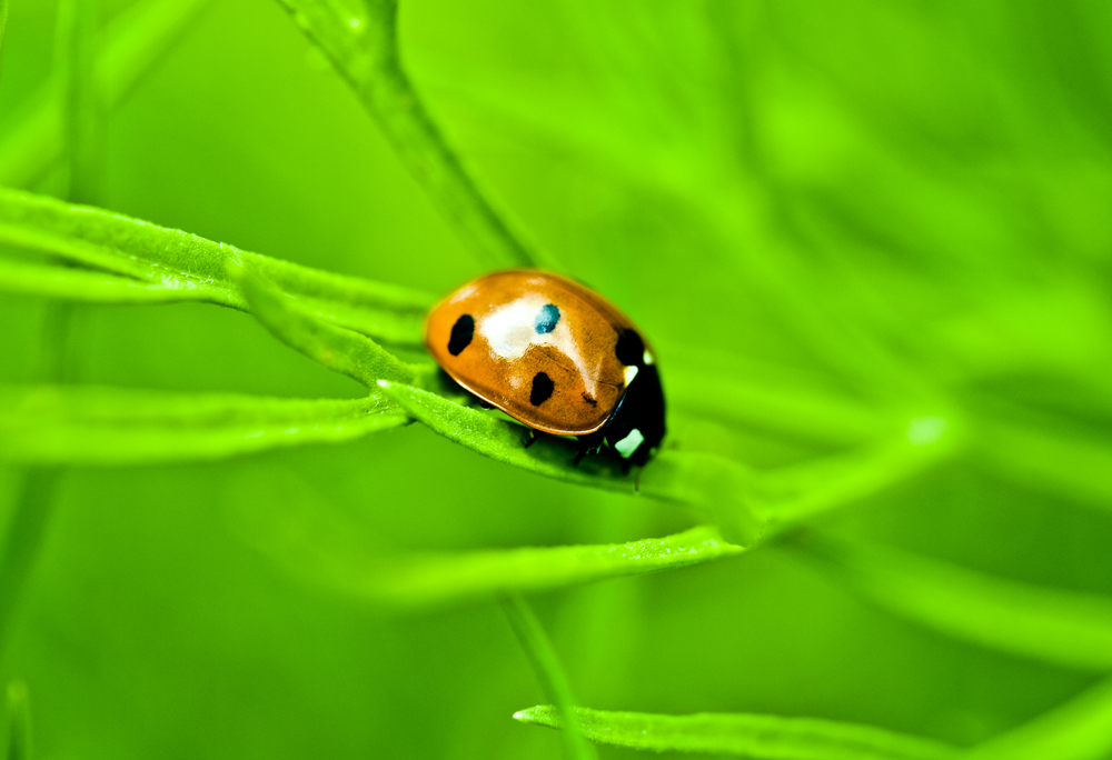 Marienkäfer im Garten