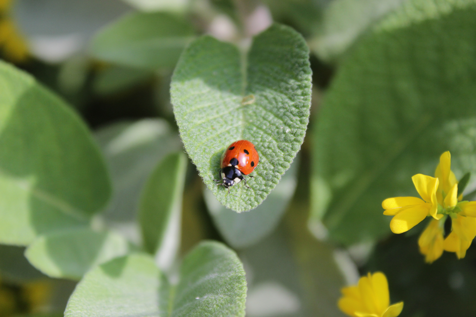 Marienkäfer im Garten