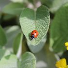 Marienkäfer im Garten