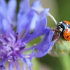 Marienkäfer im Glück