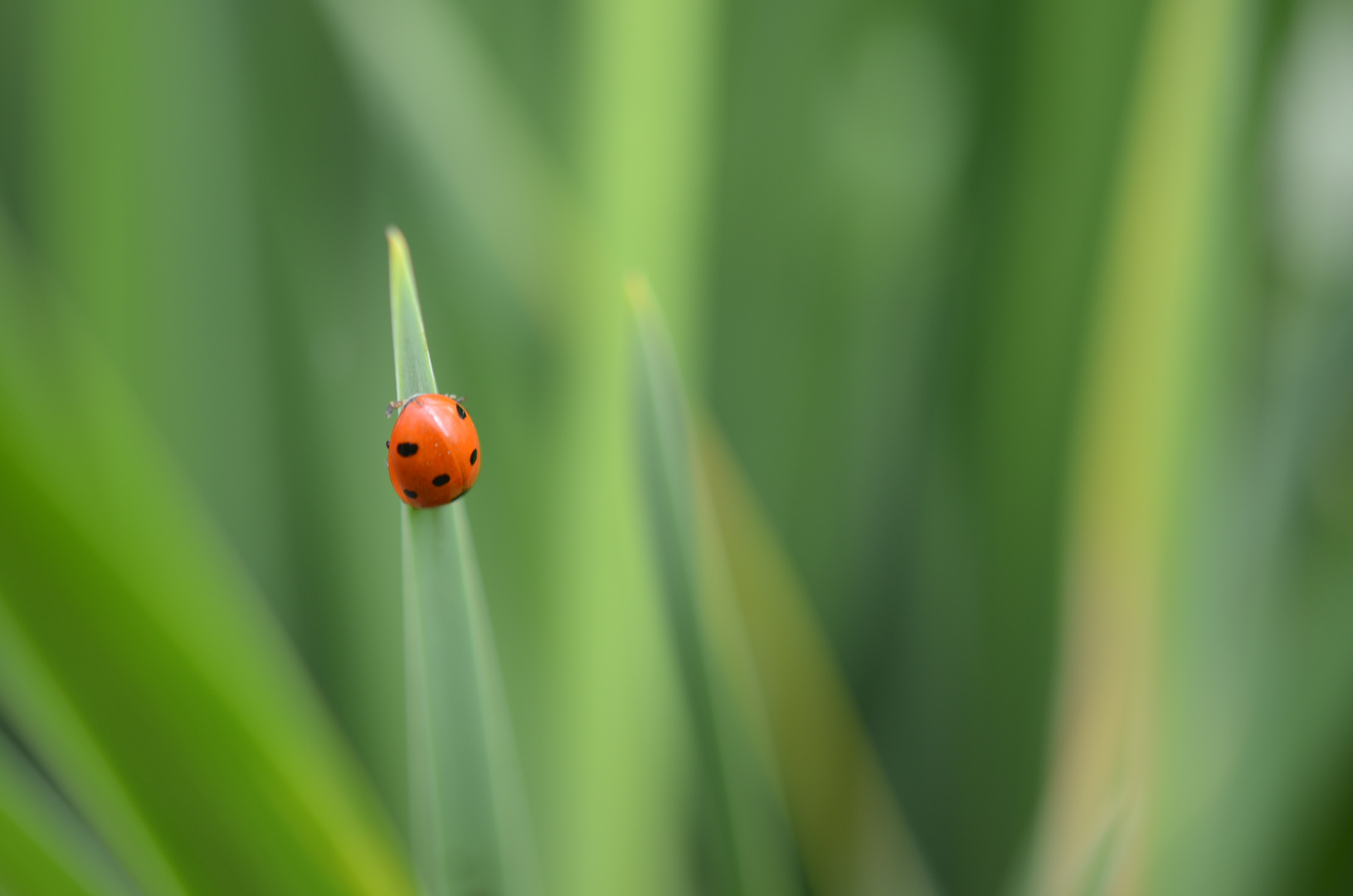 Marienkäfer im Gras