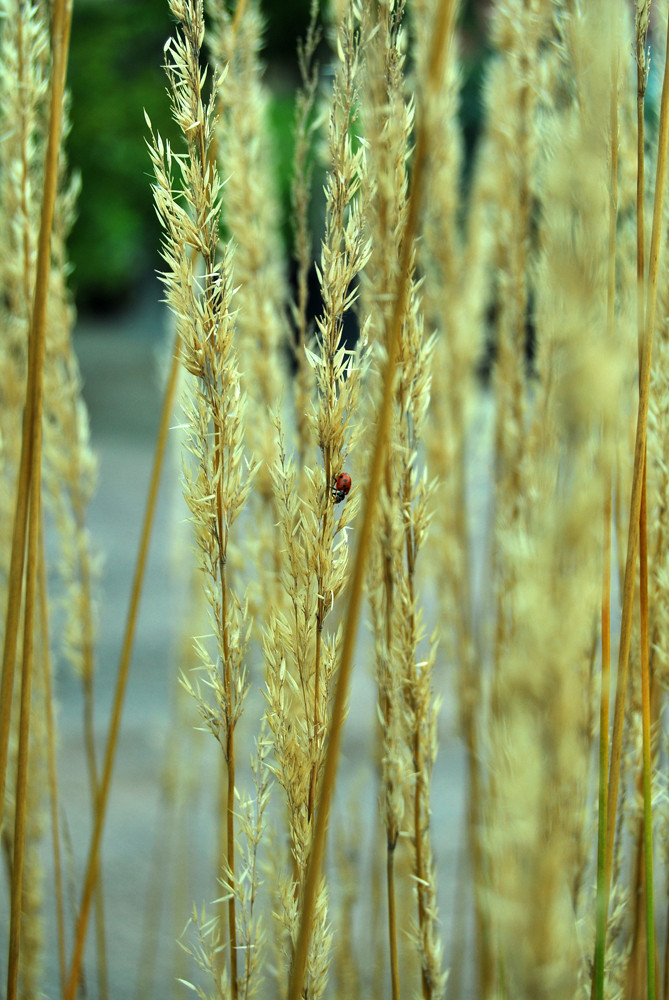 Marienkäfer im Gras