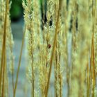 Marienkäfer im Gras