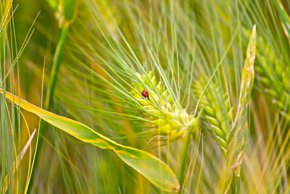 Marienkäfer im Grünen