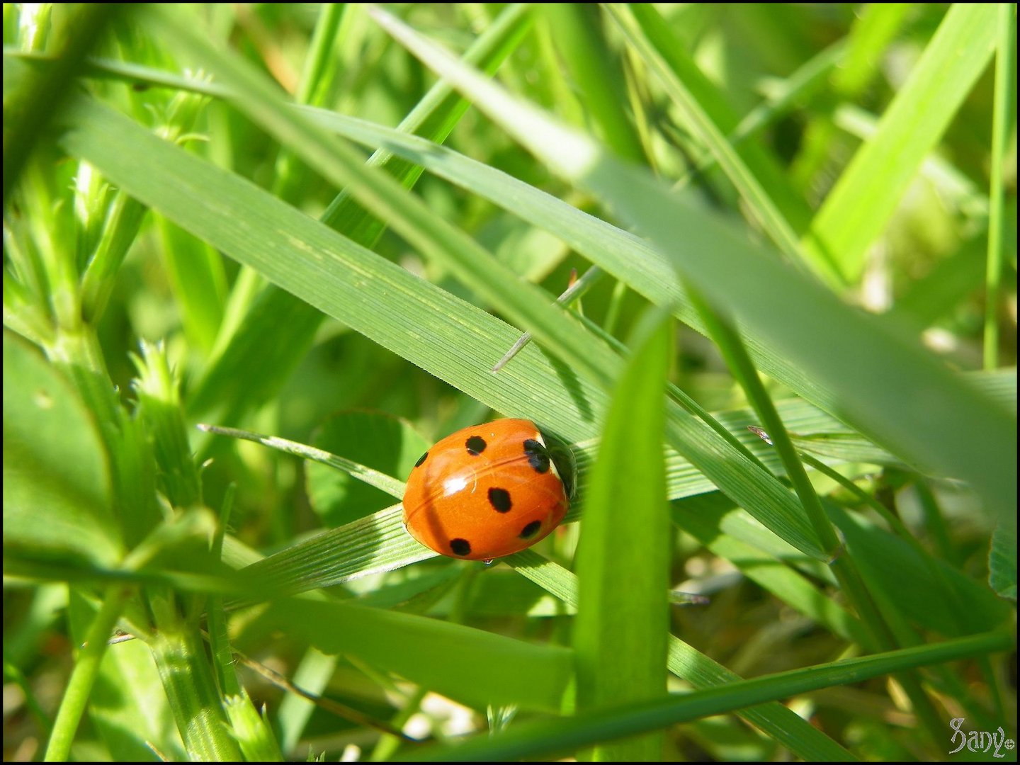 Marienkäfer im Grünen