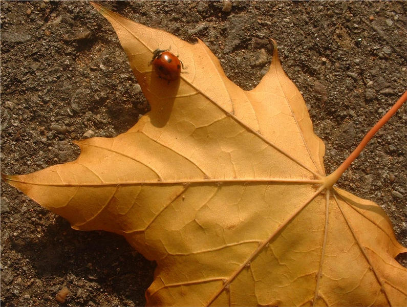 Marienkäfer im Herbst